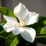 gardenia jaśminowata