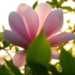 magnolia purpurowa