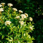 skimmia japonica
