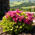 Kwiat kalanchoe w ogrodzie
