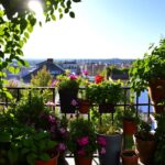 Rośliny na balkon wschodni
