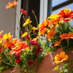 Wytrzymałe kwiaty na balkon